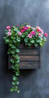 Elegant wooden planter with vibrant pink geraniums on a dark stained square box for home and garden decor photo