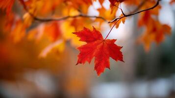 Autumn Countryside Scene with Maple Leaf photo