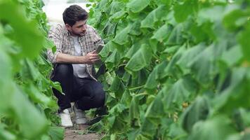 Young agronomist inspecting plants with a tablet in lush green rows video
