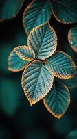 A close up of a leaf with green leaves photo