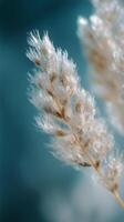 A close up of some grass with a blue background photo