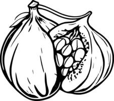Artistic Illustration Of Two Figs One Cut Open Revealing Seeds On A vector