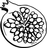 A Detailed Drawing Of A Halved Pomegranate Showing Seeds vector