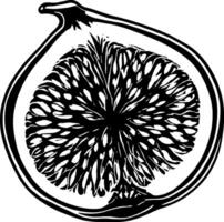 Artistic Depiction Of A Fig Fruit Cut In Half With Visible Seeds And Outer Skin On vector