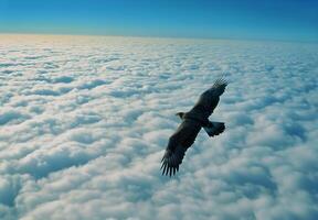 A bird flying above the clouds photo