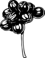 Cluster Of Dark Red Berries On A Single Stem Botanical Illustration vector