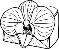 Elegant Monochrome Orchid Blossom in Artistic Line Drawing Style on vector