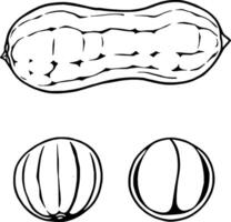 A Detailed Line Drawing Of A Single Round Pumpkin vector