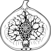 Conceptual Fig Section with Mechanical Gears Inside Artistic Ink Drawing Style vector