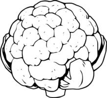 Line Drawing Of A Single Cauliflower Head vector