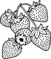 Freshly Picked Strawberries on the Vine a Delightful Cluster of Ripe Red Berries vector