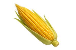 Corn on the cob on a white background photo