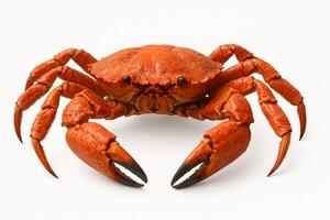 A large crab is standing on its legs photo