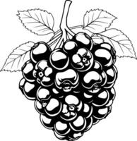A Cluster Of Ripe Blackberries On The Vine With Leaves vector