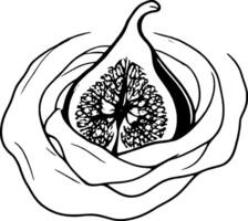 Elegant Artistic Fig Illustration with Detailed Seeds and Delicate Outer Layers Design vector
