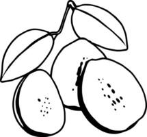Sliced Pears with Leaves A Simple Elegant Illustration vector