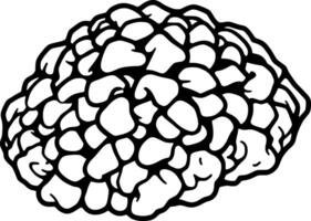 A Detailed Line Drawing Of A Single Cauliflower Floret vector