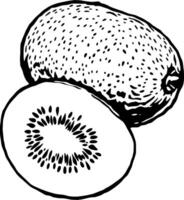 A Detailed Line Drawing Of A Whole Kiwi And A Sliced Kiwi vector