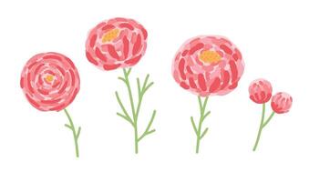 Pink peonies flower set isolated background illustration vector