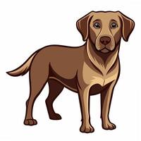 dog brown retriever standing. Isolated on white background. vector