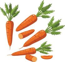 Whole and Sliced Carrots Illustration vector