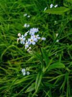 Forget-me-not flowers blooming in green grass close-up with soft natural light photo