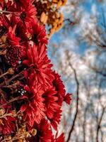 A dreamy and colorful autumn floral scene showing red flowers in soft focus against a blurred blue sky and bare tree branches. Ideal for seasonal, nature, and decorative design projects. photo