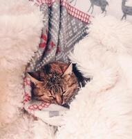 A cute tabby cat peacefully sleeping in a warm, fluffy white blanket with soft patterns. Perfect image for themes of coziness, winter, and relaxation. photo
