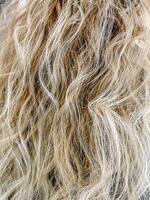 A macro close-up showing natural wavy blonde hair with soft curls and golden highlights. The image captures the texture and flow of healthy strands, perfect for beauty and design themes. photo
