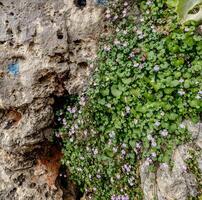 Delicate wildflowers blooming on a rocky wall with soft green leaves. Natural outdoor texture and contrast between flora and stone make this a great seasonal and botanical image. photo
