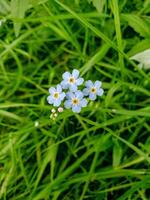 Macro shot of delicate blue forget-me-not flowers blooming in fresh green grass. Perfect for spring, nature, and floral design themes. photo