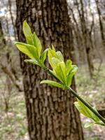 A close-up of green leaves sprouting on a tree branch, with a blurred tree bark background. This vibrant nature shot symbolizes fresh growth and the beauty of spring photo