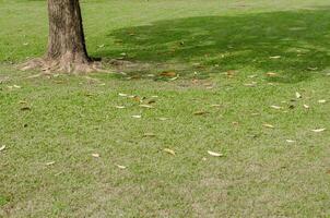 Green Grass of Field for Natural Background photo
