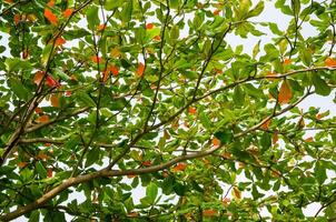 Lush Foliage of Tree in Summer for Natural Background photo