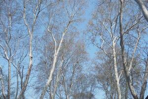Tall trees stretch against a clear blue sky in early spring photo