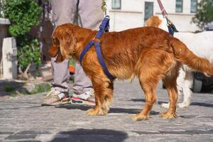 Golden retriever walking on cobblestone streets in sunny weather photo