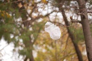 Plastic bag caught in tree branches on a cloudy autumn day photo