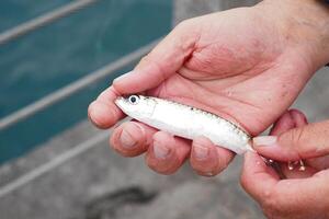 Catching a small fish by the waterfront in a serene setting photo