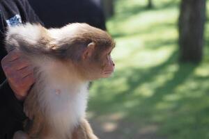 Monkey held by a person in a green forest environment photo