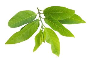 Custard apple leaves isolated on a white background photo