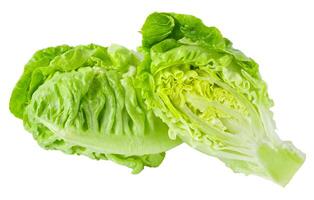 fresh baby Cos Lettuce Isolated over the White Background. photo
