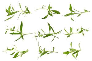 Fresh tarragon herbs, Tarragon herbs close up Isolated on a white background photo