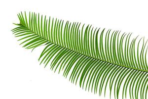 Cycas simplicipinna leaves isolated on a white background photo