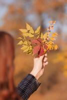 Golden, red and yellow autumn leaves as a symbol of autumn in a woman's hand. red grape leaves and a yellow branch with berries photo