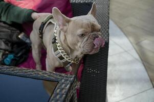 Grey French bulldog with his owner in a cafe on the couch. Only the owner's hand is visible. The dog sticks out its tongue and licks itself. The dog is wearing a gold chain with stones and a modern dark green leash photo