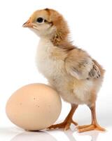 Cute baby chicken chick standing beside a brown egg isolated on white background photo
