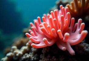 A pink coral with tentacles on a coral reef, surrounded by other corals and marine life, in a clear blue ocean water photo