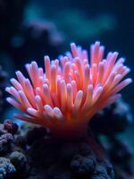 A pink anemone with long tentacles, coral reef with rocks and other marine life, dark blue background photo