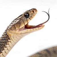 Two sharp, curved snake fangs with a subtle venomous drip., isolated on a white background photo