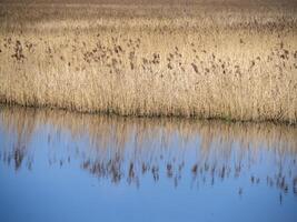 Reeds reflected in blue water at the edge of a pond photo